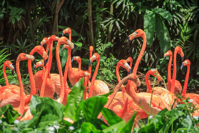 Close-up of flamingo