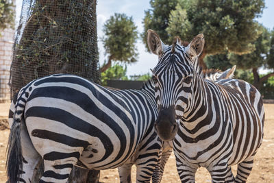 Zebra in a zoo