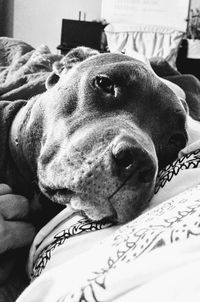 Close-up of dog relaxing on bed at home