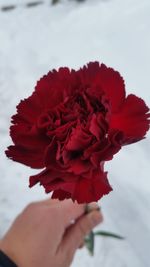 Close-up of hand holding red flower against sky