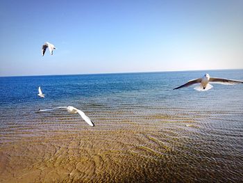 Seagulls flying over sea