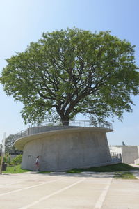 Low angle view of tree against sky