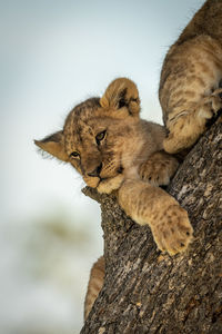 Low angle view of cubs resting on tree trunk