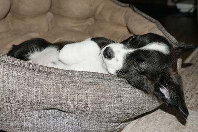 Close-up of cat sleeping on sofa