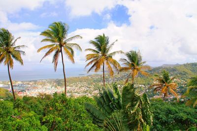 Palm trees on beach against sky