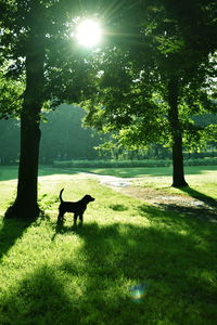 Scenic view of tree on field