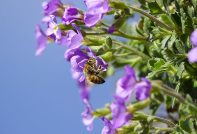 Close-up of bee pollinating on purple flower