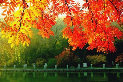 Scenic view of autumn trees in park