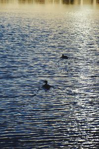 Ducks swimming in lake