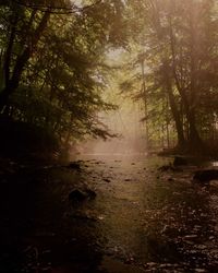 Trees in forest during foggy weather