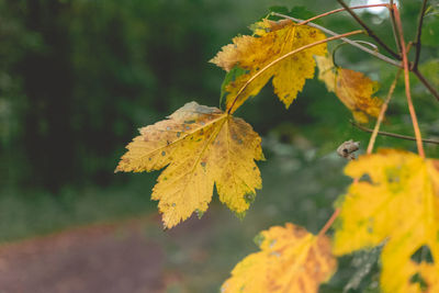 Close-up of yellow autumn leaves