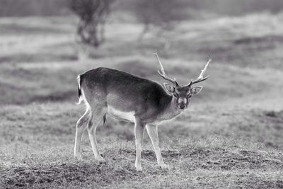 Deer on field