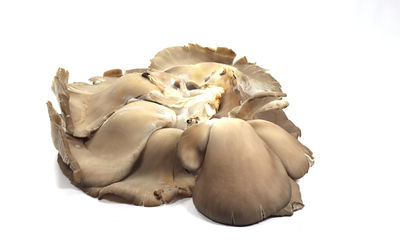 Close-up of mushrooms against white background