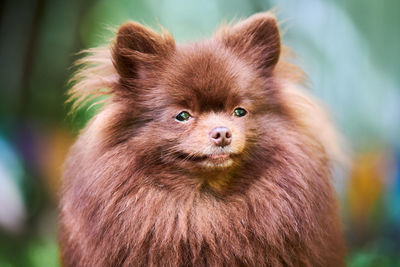 Pomeranian spitz dog in garden, close up face portrait. cute brown pomeranian puppy. spitz pom dog