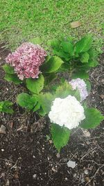 Close-up of flowers blooming on field