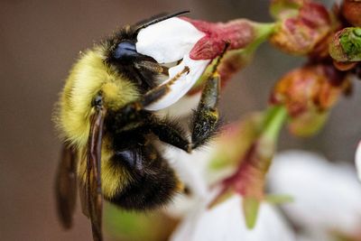 Close-up of insect pollinating on white flower