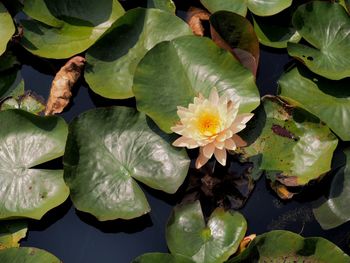 Close-up of lotus water lily in lake