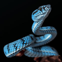 Close-up of a lizard on black background