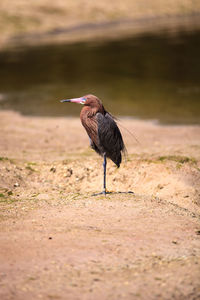 Reddish egret perched on the sand in the wind.