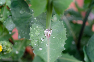 Close-up of raindrops on leaf