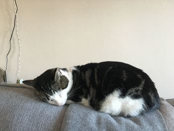 Close-up of cat sleeping on sofa