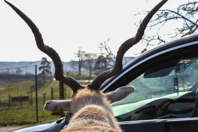 Close-up of deer by car against sky