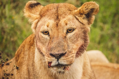 Close-up of lioness