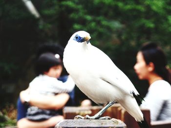 Close-up of bird perching outdoors