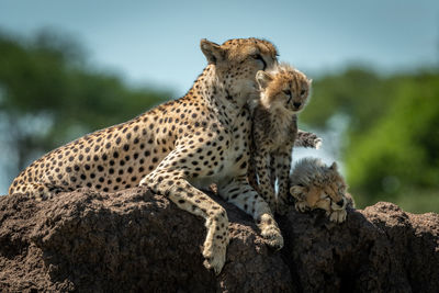 Cheetah with cubs sitting on rock in forest