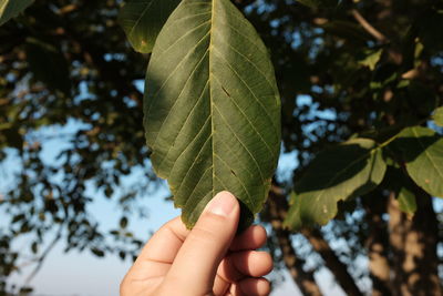 Close-up of a hand holding leaf