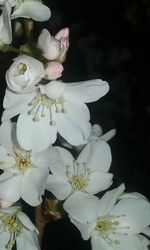 Close-up of white flowers