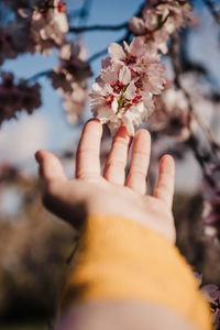 Close-up of hand touching cherry blossom