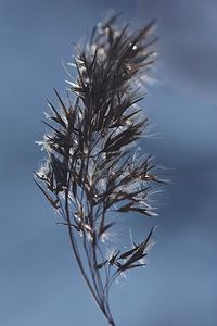 Close-up of dried plant against blue sky