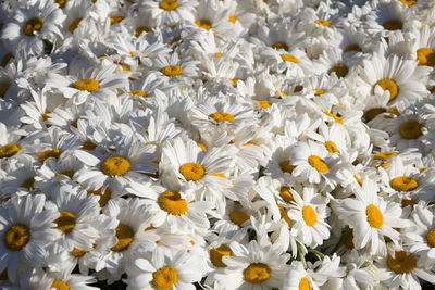 Close-up of white daisy flowers