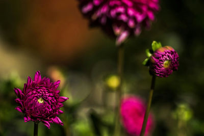 Close-up of pink flowers