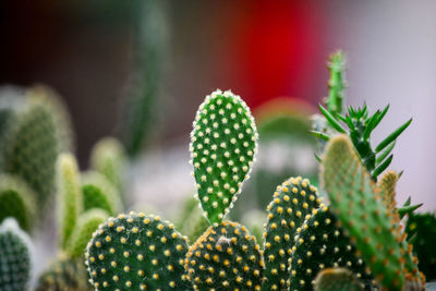 Close-up of succulent plant