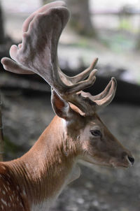 Close-up of deer