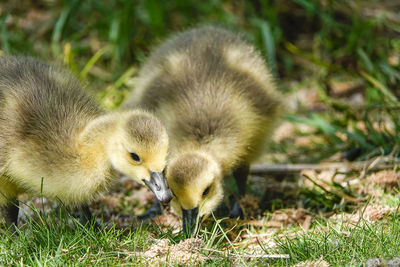 Close-up of young bird on field