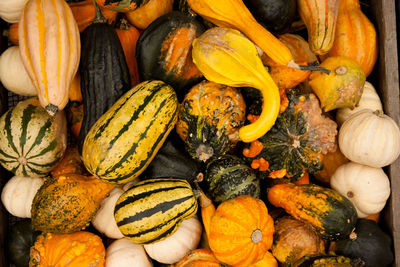 Full frame shot of pumpkins