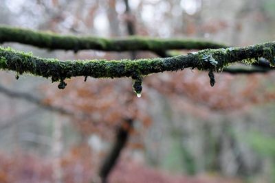 Close-up of moss on branch