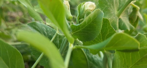 Close-up of fresh green plant in field