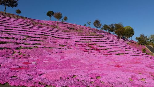 Pink flowering plants on field against sky