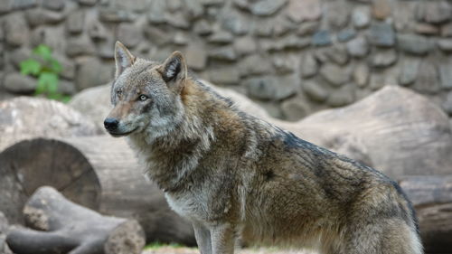 Close-up of a wolf