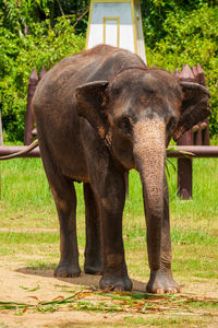 indian elephant