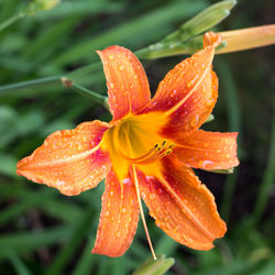 Close-up of raindrops on orange day lily