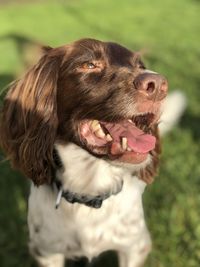 Close-up of a dog looking away