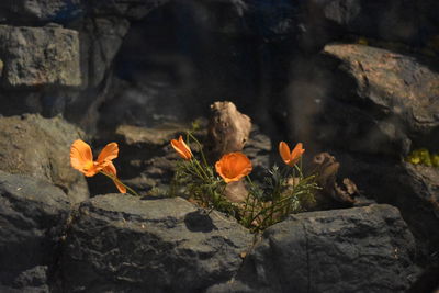 Plant growing on rocks