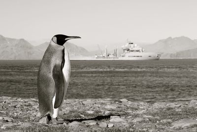 Side view of a penguin on beach