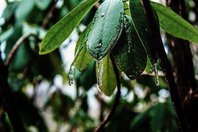 Close-up of wet plant leaves during rainy season