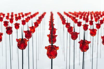 Close-up of artificial red flowers arranged against white background
